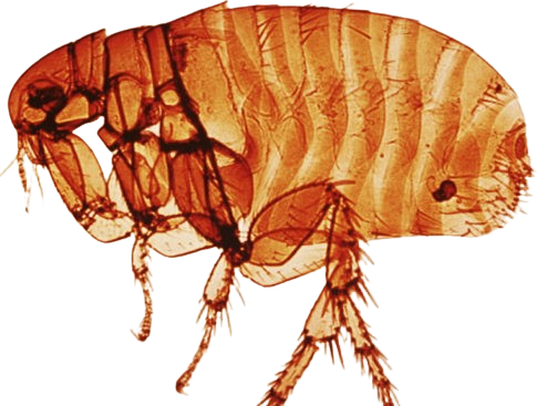 Bubonic Plague and its Origins , Symptoms and Diagnosis, Historical Impact , Role of Fleas and Rodents