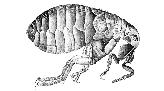 Bubonic Plague and its Origins , Symptoms and Diagnosis, Historical Impact , Role of Fleas and Rodents