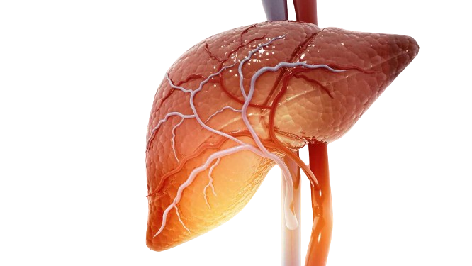 Fatty Liver Grades and Reversal Techniques